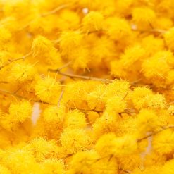 Liofilizirana mimoza (Lioflor) - slika 4