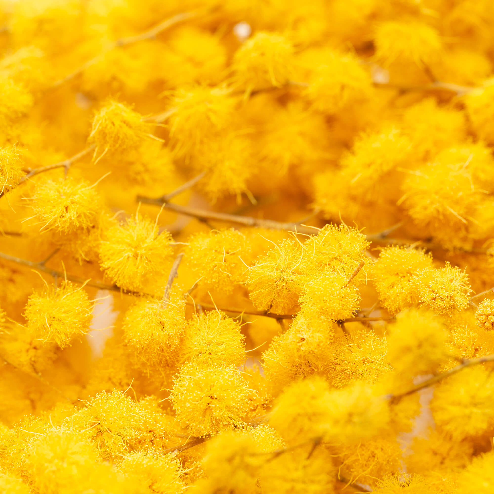 Liofilizirana mimoza (Lioflor) - slika 4